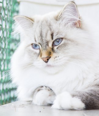 Sibirya doğurmak beyaz kedi