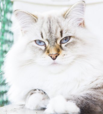 Sibirya doğurmak beyaz kedi