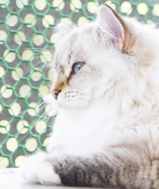 Sibirya doğurmak beyaz kedi