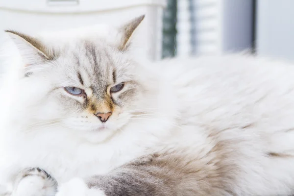 Gato blanco de raza siberiana —  Fotos de Stock