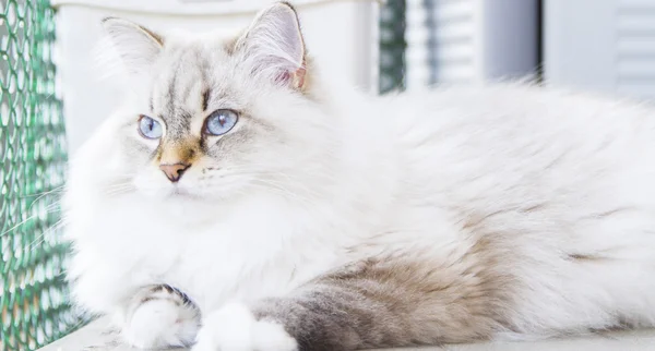 Biały kot rasy syberyjski — Zdjęcie stockowe