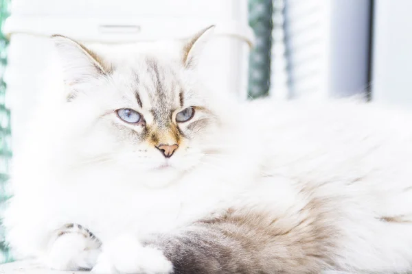 White cat of siberian breed — Stock Photo, Image