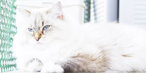 Fehér macska-szibériai fajta — Stock Fotó