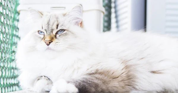 Gato blanco de raza siberiana —  Fotos de Stock