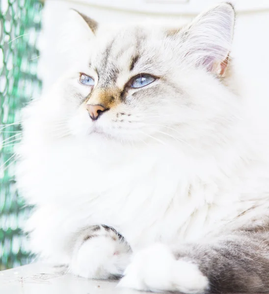 White cat of siberian breed — Stock Photo, Image