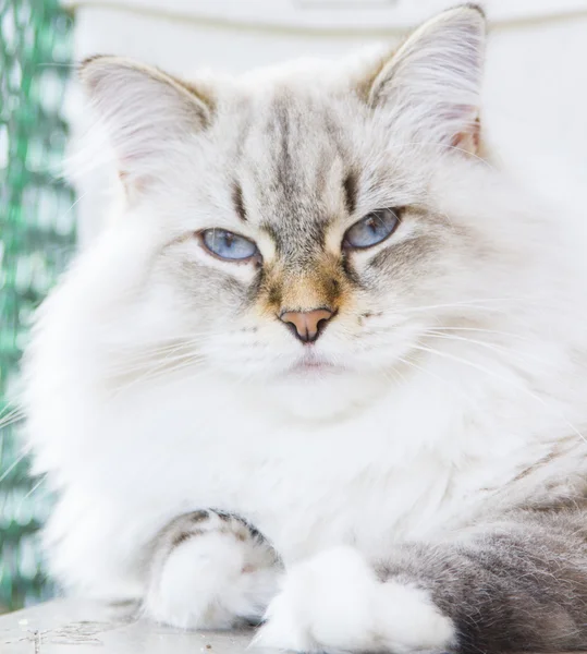 Chat blanc de race sibérienne — Photo