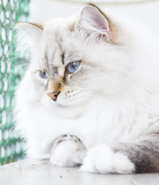 Witte kat van Siberische ras — Stockfoto