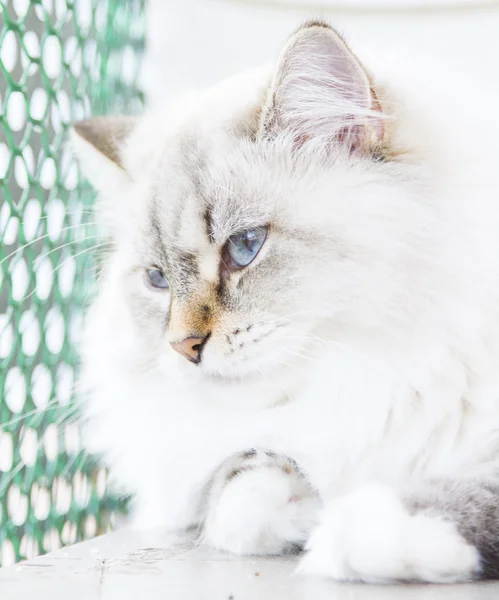 Vit katt av sibiriska rasen — Stockfoto