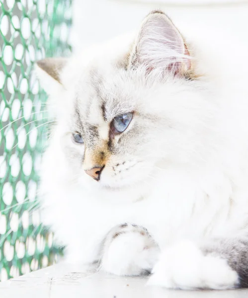 Gato blanco de raza siberiana —  Fotos de Stock