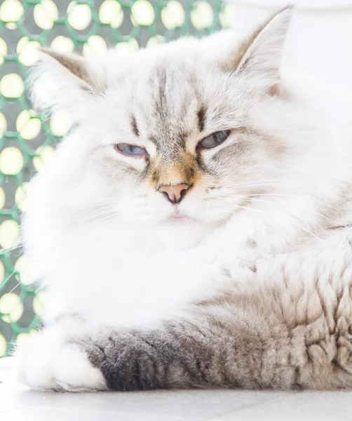 Белая кошка сибирской породы — стоковое фото
