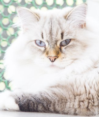 Sibirya doğurmak beyaz kedi