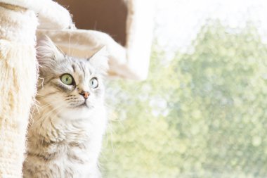 Sibirya doğurmak gümüş kedi