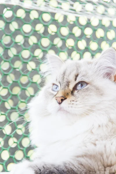 Witte kat van Siberische ras — Stockfoto