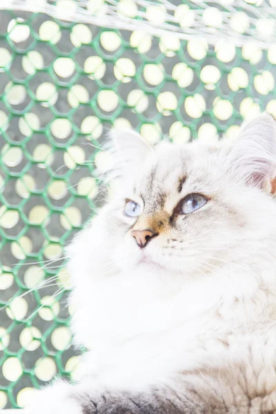 Bílá kočka plemene sibiřský — Stock fotografie
