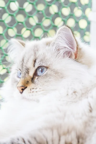Gato branco da raça siberiana — Fotografia de Stock