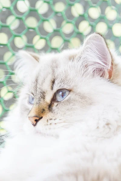 Witte kat van Siberische ras — Stockfoto