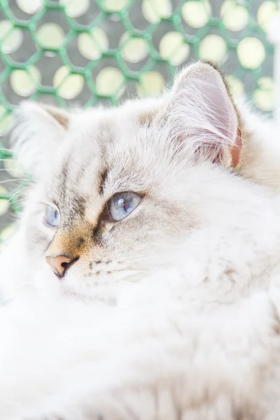 Witte kat van Siberische ras — Stockfoto