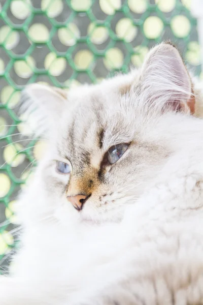 Witte kat van Siberische ras — Stockfoto