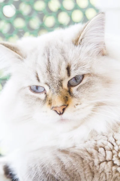 Witte kat van Siberische ras — Stockfoto
