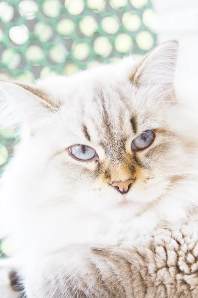 White cat of siberian breed — Stock Photo, Image