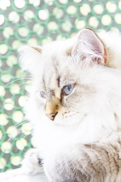 White cat of siberian breed — Stock Photo, Image