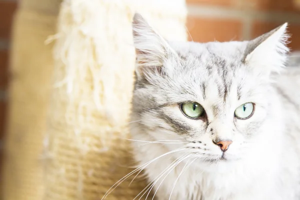 Chat argenté de race sibérienne — Photo