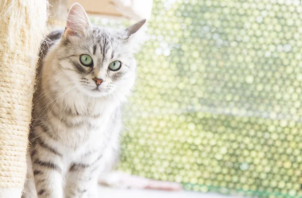 Chat argenté de race sibérienne — Photo