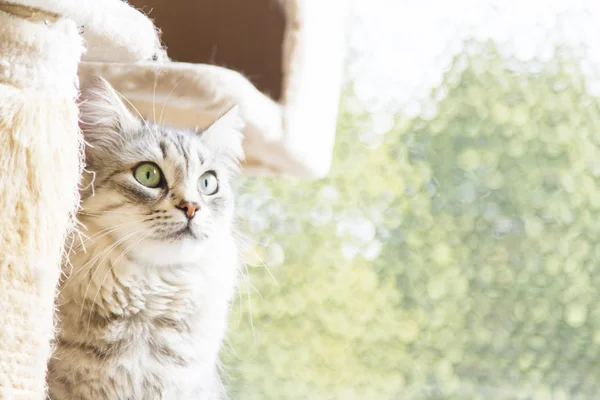 Silver cat of siberian breed — Stock Photo, Image