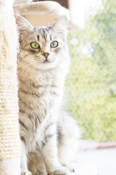 Silver cat of siberian breed — Stock Photo, Image