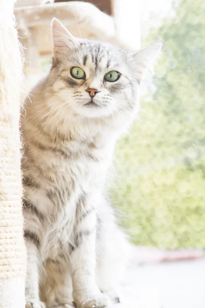 Ασημένια γάτα Σιβηρίας φυλής — Φωτογραφία Αρχείου