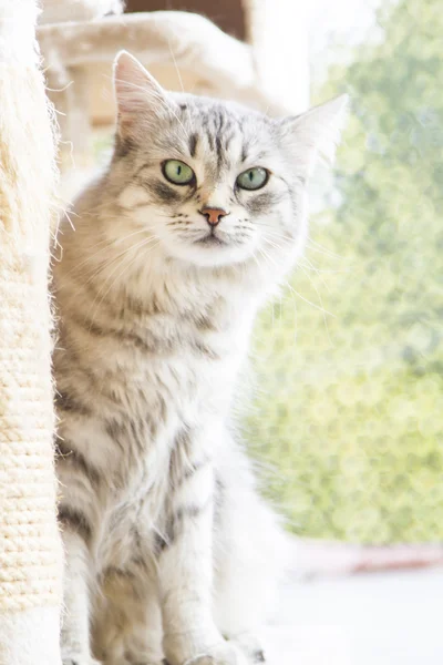 Srebrny kot rasy syberyjski — Zdjęcie stockowe