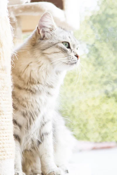 Gato de prata da raça siberiana — Fotografia de Stock