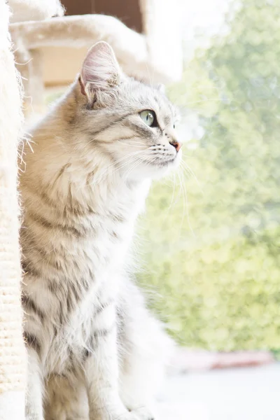 Gato de prata da raça siberiana — Fotografia de Stock