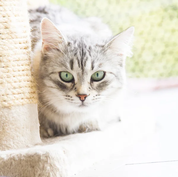 Silver cat of siberian breed — Stock Photo, Image