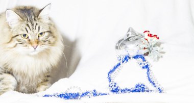 Sibirya doğurmak Noel dekorasyonu ile kahverengi kedi