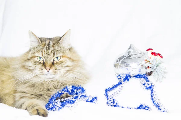 Tricolor female of siberian cat with Christmas decoration — Stock Photo, Image