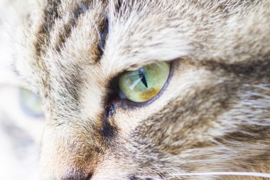 ön planda bir siberian kedi, kadın