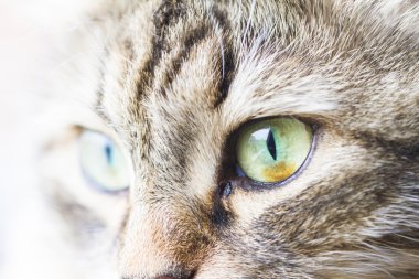 ön planda bir siberian kedi, kadın