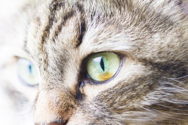 ön planda bir siberian kedi, kadın