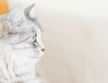 Sibirya doğurmak üç yaşında dişi kedi