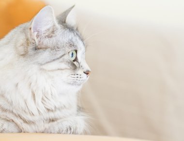 Sibirya doğurmak üç yaşında dişi kedi