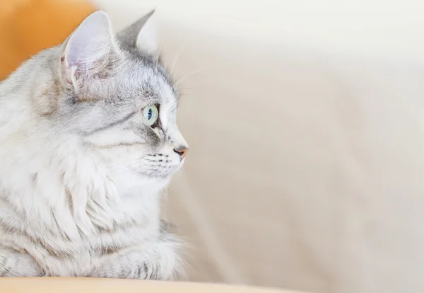 Gatto femmina di razza siberiana a tre anni — Foto Stock