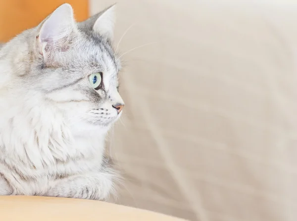 Kvinno-katt för sibiriska ras på tre år — Stockfoto