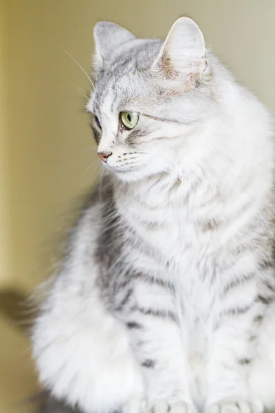 Female cat of siberian breed at three years — Stock Photo, Image
