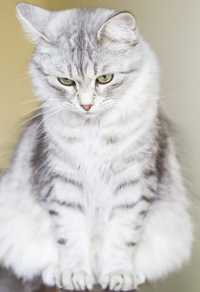 Gato fêmea de raça siberiana em três anos — Fotografia de Stock