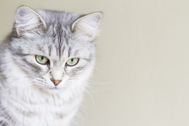 Sibirya doğurmak üç yaşında dişi kedi