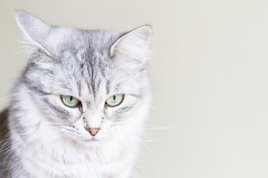 Sibirya doğurmak üç yaşında dişi kedi