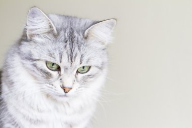 Sibirya doğurmak üç yaşında dişi kedi