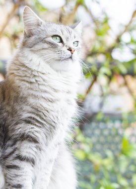 Sibirya doğurmak üç yaşında dişi kedi