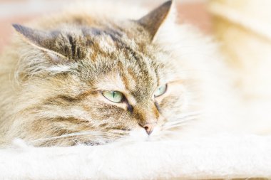 siberian kedi foue yaşında erkek